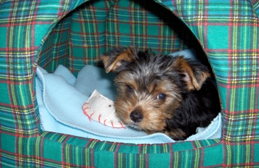 This yorkie has it all ... doggie bed, toys, blanky ... obviously a trip was made to the Pet Supply store.  Photo by Rafal RRA of Warszawa, Poland.  